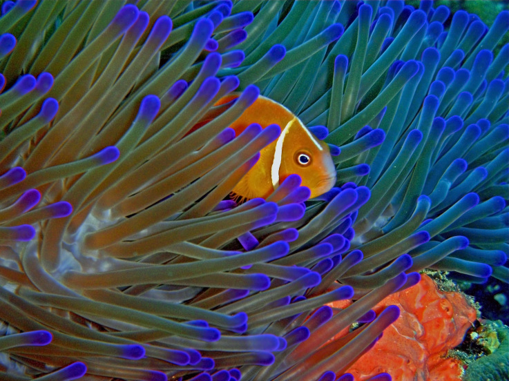 Zonnox Llamadas Internacionales a ISLAS+FIJI